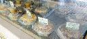 放大